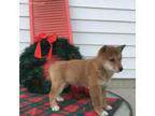 Shiba Inu Puppy for sale in Topeka, IN, USA