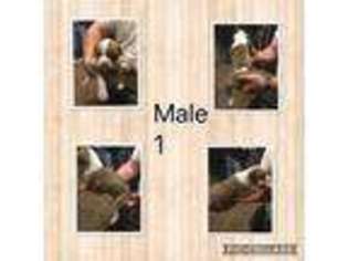 American Bulldog Puppy for sale in Sperry, OK, USA