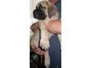 Mastiff Puppy for sale in Warren, MA, USA