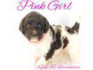 Labradoodle Puppy for sale in Tuttle, OK, USA