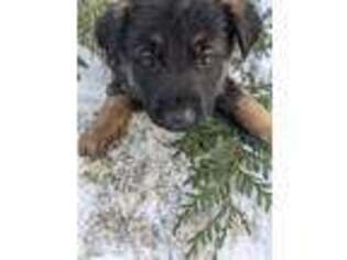 German Shepherd Dog Puppy for sale in Lake Stevens, WA, USA