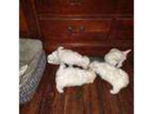 Maltese Puppy for sale in Rochelle, GA, USA