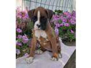 Boxer Puppy for sale in Riverhead, NY, USA