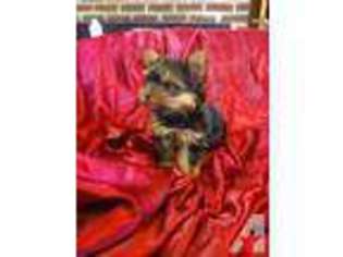Yorkshire Terrier Puppy for sale in DEWITT, VA, USA