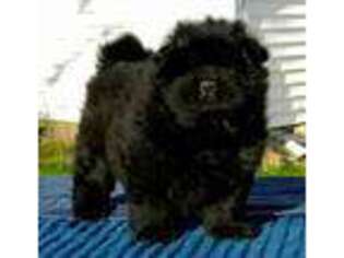 Chow Chow Puppy for sale in Logansport, IN, USA