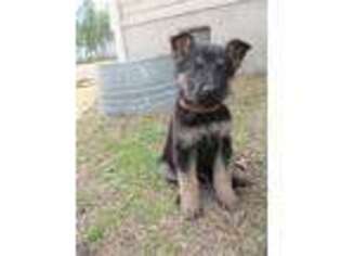 German Shepherd Dog Puppy for sale in Williston, SC, USA
