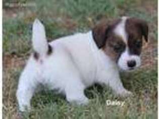 Jack Russell Terrier Puppy for sale in Seymour, TX, USA