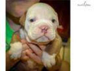 Bulldog Puppy for sale in Hattiesburg, MS, USA