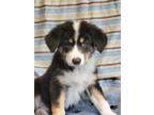 Border Collie Puppy for sale in Moravia, NY, USA