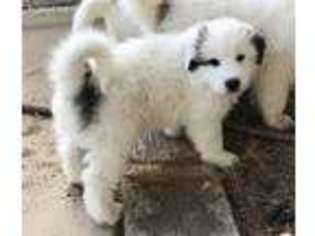 Great Pyrenees Puppy for sale in Acton, CA, USA