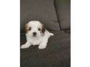 Lhasa Apso Puppy for sale in Henderson, NV, USA