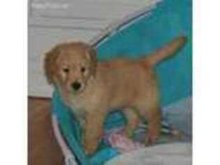 Golden Retriever Puppy for sale in Tacoma, WA, USA