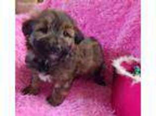 Soft Coated Wheaten Terrier Puppy for sale in Archer City, TX, USA