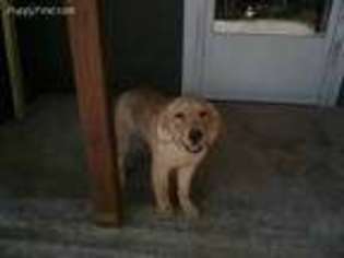 Golden Retriever Puppy for sale in Dawsonville, GA, USA