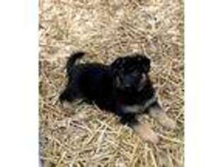 German Shepherd Dog Puppy for sale in Bowdon, GA, USA