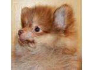 Pomeranian Puppy for sale in Glenarm, IL, USA