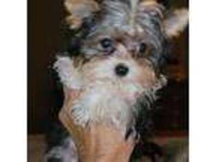 Yorkshire Terrier Puppy for sale in Greeneville, TN, USA