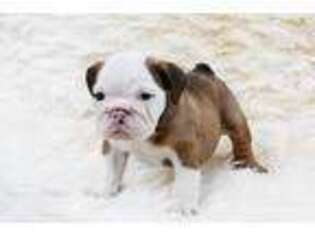 Bulldog Puppy for sale in Freeport, FL, USA