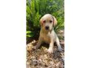 Labrador Retriever Puppy for sale in West Brookfield, MA, USA