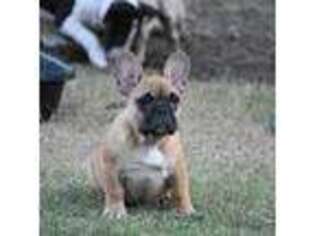 French Bulldog Puppy for sale in Olden, TX, USA