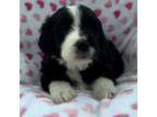 Mutt Puppy for sale in Rootstown, OH, USA