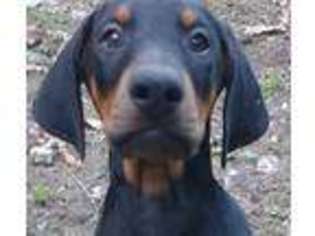 Doberman Pinscher Puppy for sale in Mannington, WV, USA