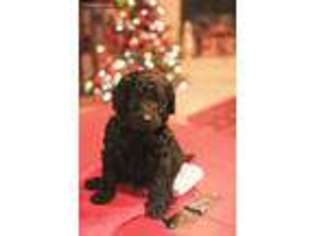 Goldendoodle Puppy for sale in Rogers, TX, USA