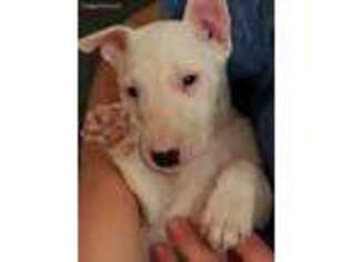 Bull Terrier Puppy for sale in Stacy, MN, USA