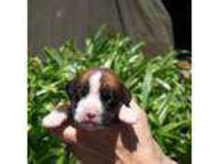 Boxer Puppy for sale in Monroe, LA, USA