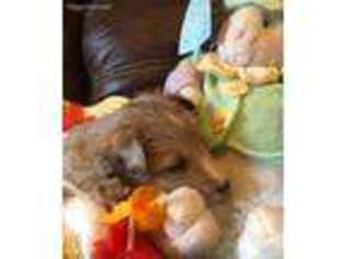 Shetland Sheepdog Puppy for sale in Palestine, TX, USA