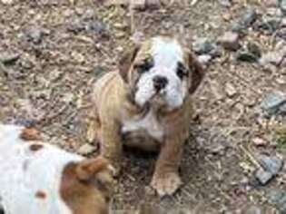 Bulldog Puppy for sale in Janesville, WI, USA