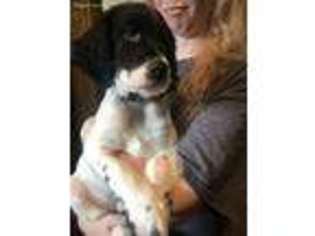 English Springer Spaniel Puppy for sale in Darlington, PA, USA