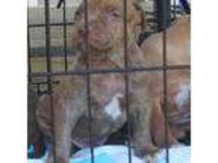 Mutt Puppy for sale in Saint Stephens, AL, USA