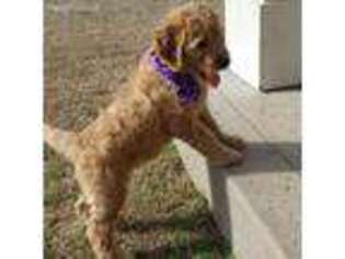 Goldendoodle Puppy for sale in Siloam Springs, AR, USA