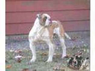 American Bulldog Puppy for sale in JACKSONVILLE, FL, USA