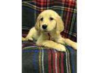 Golden Retriever Puppy for sale in Buffalo, TX, USA