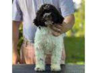 Lagotto Romagnolo Puppy for sale in Dalton, GA, USA