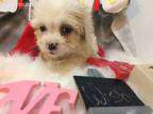 Cavachon Puppy for sale in Lawton, IA, USA