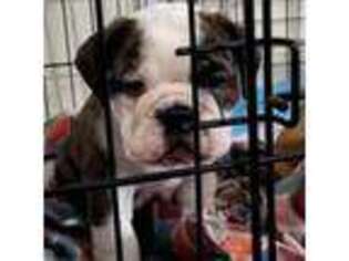 Bulldog Puppy for sale in Ontario, CA, USA