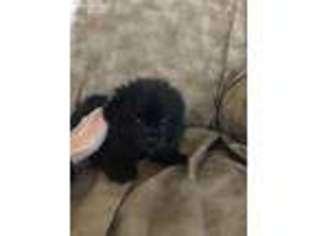 Pomeranian Puppy for sale in Hereford, AZ, USA