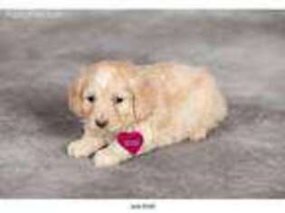 Cock-A-Poo Puppy for sale in Hoosick Falls, NY, USA
