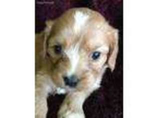 Cavapoo Puppy for sale in Asheville, NC, USA
