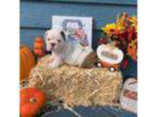 Bulldog Puppy for sale in Littlefork, MN, USA