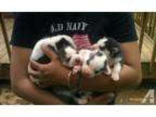 Siberian Husky Puppy for sale in WINSTON SALEM, NC, USA