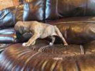Boxer Puppy for sale in Sun Prairie, WI, USA