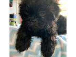 Mutt Puppy for sale in Goldsboro, MD, USA