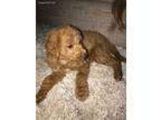 Labradoodle Puppy for sale in Happy Valley, OR, USA