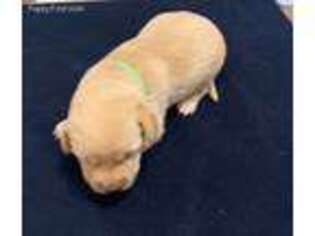 Labrador Retriever Puppy for sale in Comfort, TX, USA