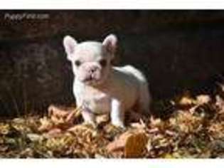 French Bulldog Puppy for sale in Westport, CT, USA