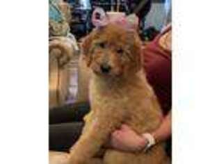 Goldendoodle Puppy for sale in Chuckey, TN, USA